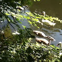 Mute swan