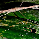 Stick insect