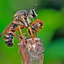 Robberfly