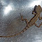 Two-lined Dragon