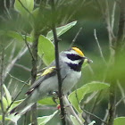 Golden-Winged Warbler