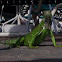 Green Iguana