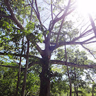 Kapok Tree