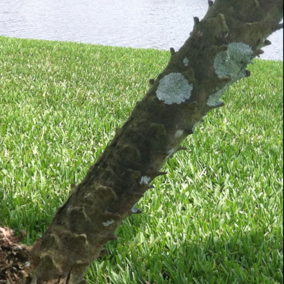 Spotting Image 1