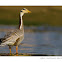 Bar-headed Goose