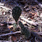 Prickly pear cactus