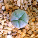 Cactus Peyote