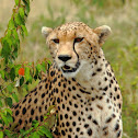 Cheetah