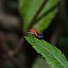Cotton stainer