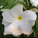 Frangipani