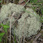 Reindeer Lichen