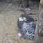 Juvenile Snowy Owl