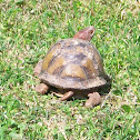 Three-toed Box Turtle