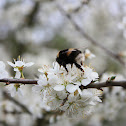 Buff-tailed bumblebee
