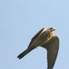 Common Kestrel
