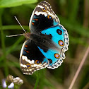 Blue Pansy