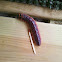 Goat Moth, caterpillar