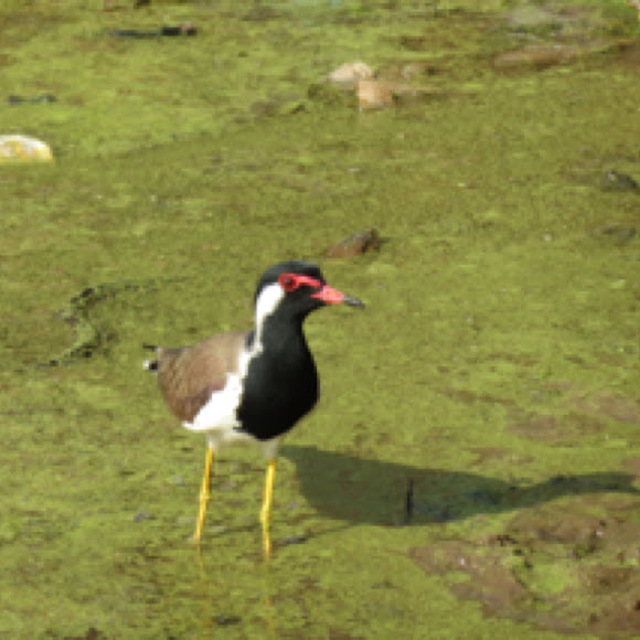 Spotting Image 1