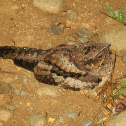 Common Pauraque