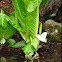 Asian skunk cabbage