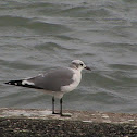 Laughing Gull (basic plumage)