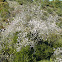 Amendoeira