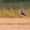 Killdeer