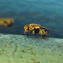 Unknown Dipterid