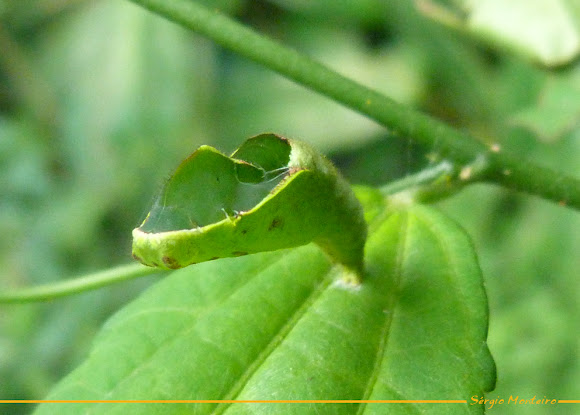 Spotting Image 1