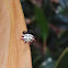 Spiny Orb Weaver