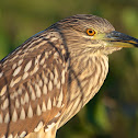 Juvenile Black-crowned Night Heron