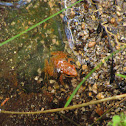 Iberian frog