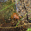 Iberian frog