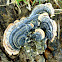 Turkeytail