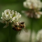 Western Honey Bee