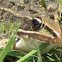 Leopard frog?