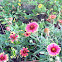 Blanket Flower