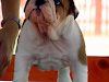 Amar Cachorros Bulldog Ingles Para Su Aprobacion