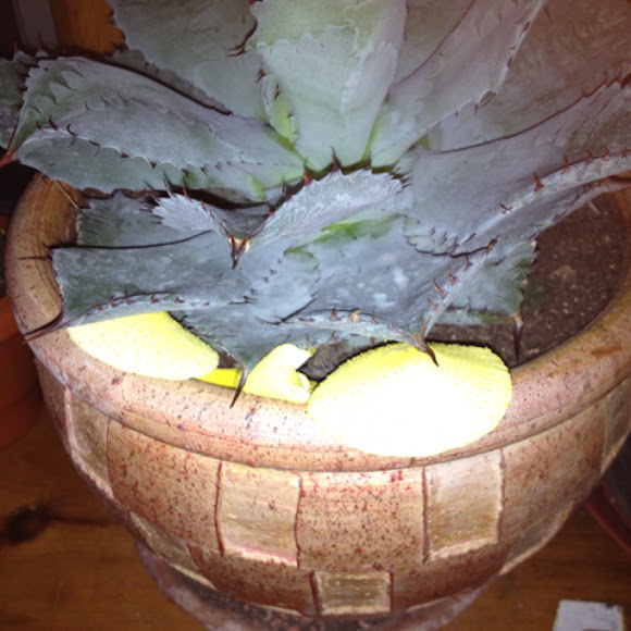 Spotting Image 1