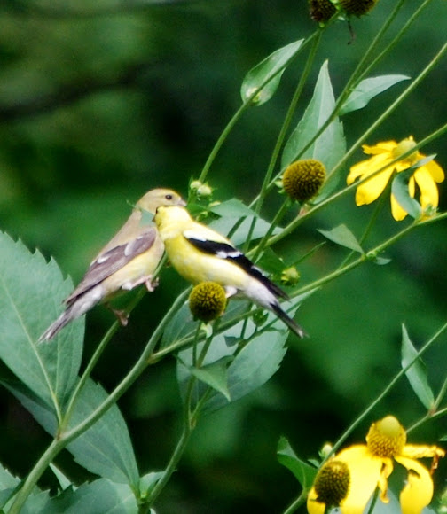 Spotting Image 1