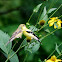 American Goldfinch