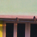 common myna