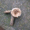 Unknown Fungi