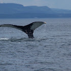 Humpback Whale