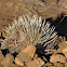 Mauna Kea silversword