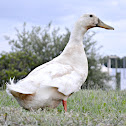 Pekin Duck