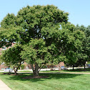 katsura tree