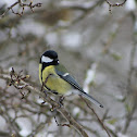 Great tit
