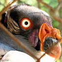 King Vulture