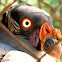 King Vulture